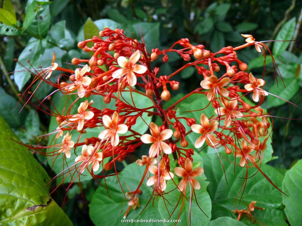 flors11.jpg