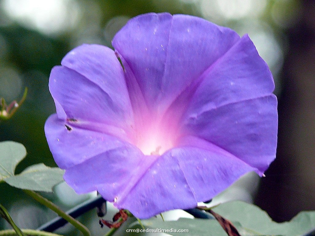 flors12.jpg