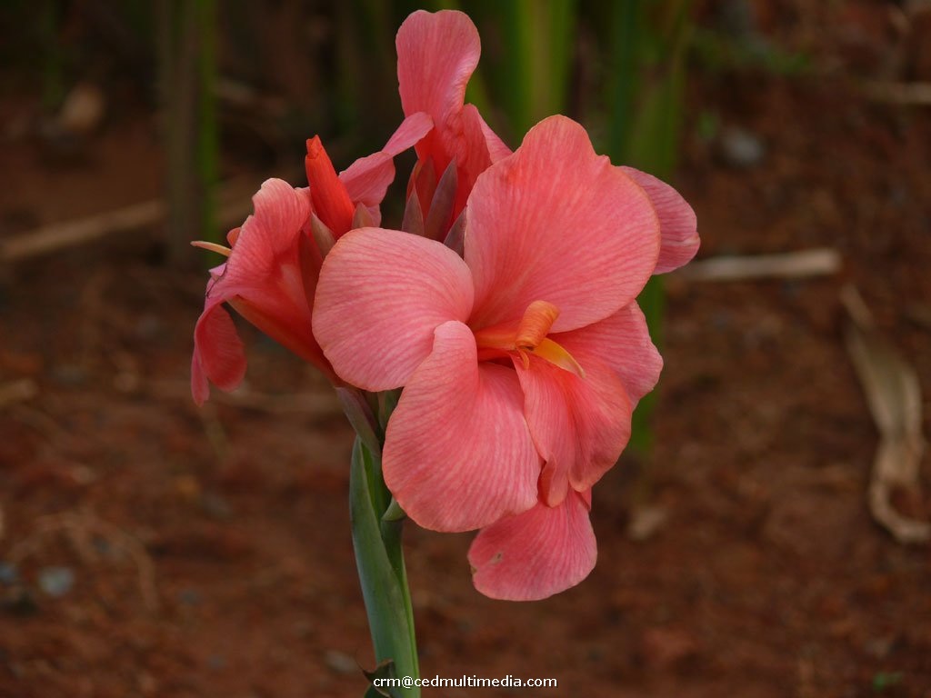 flors15.jpg