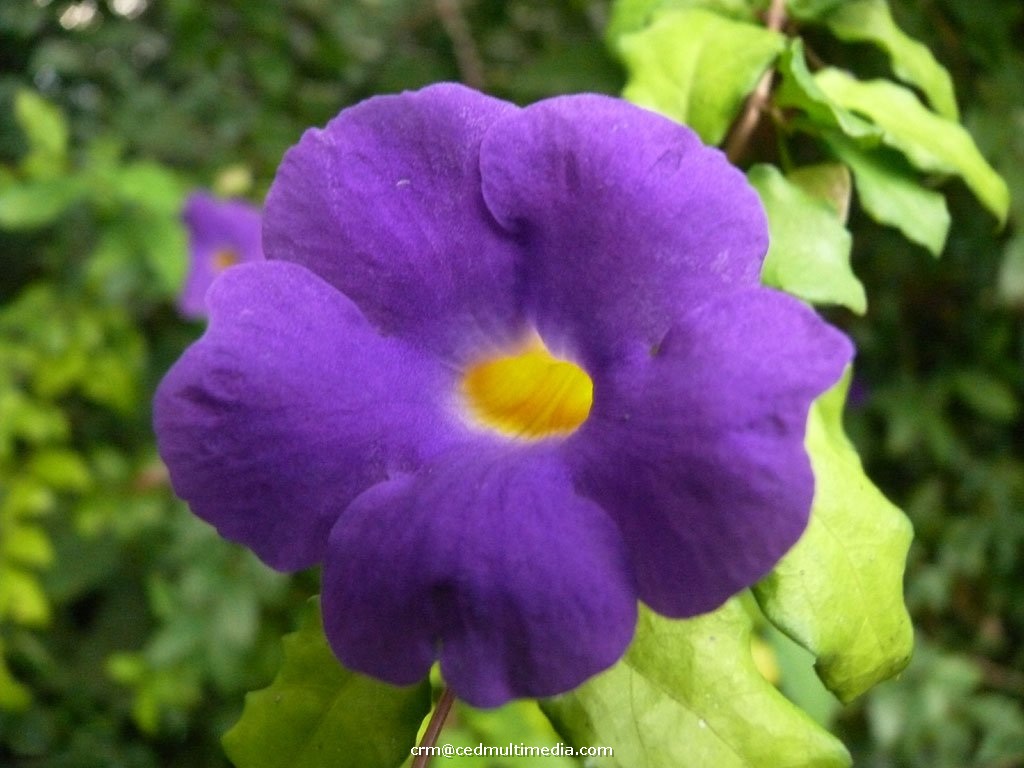 flors16.jpg