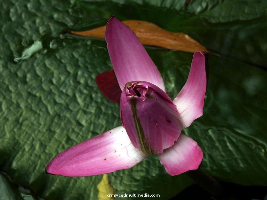 flors17.jpg