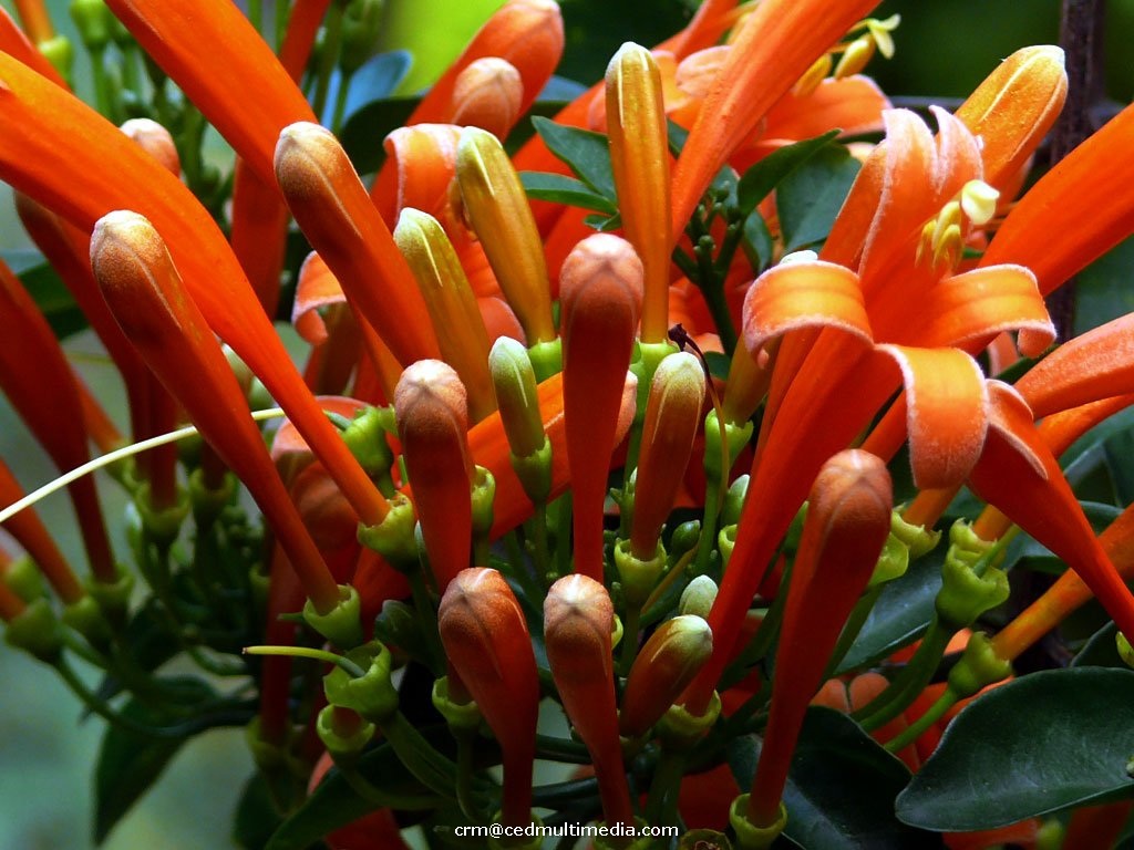 flors19.jpg