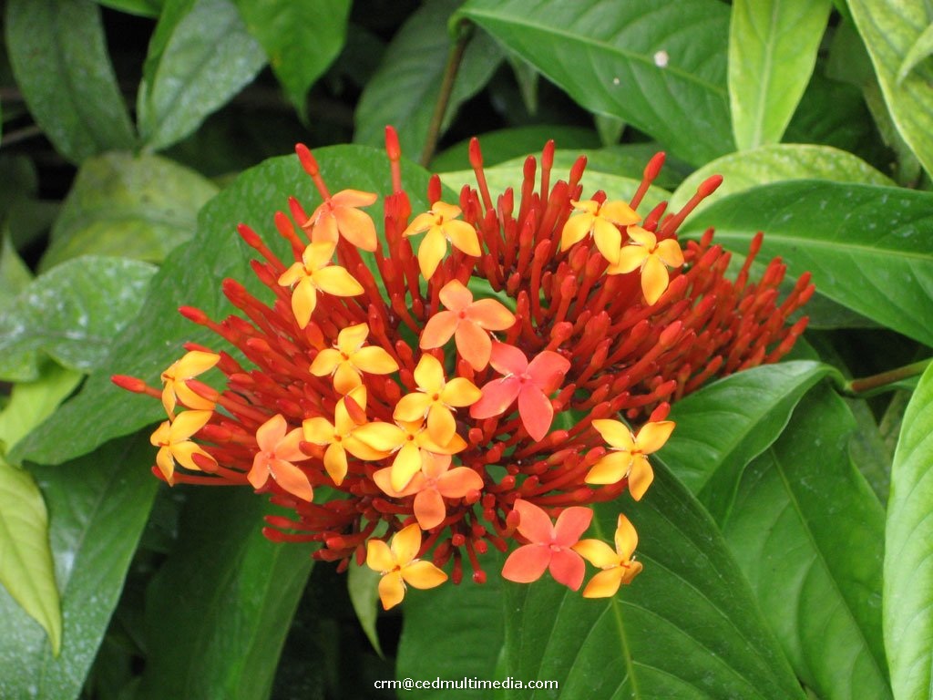 flors2.jpg
