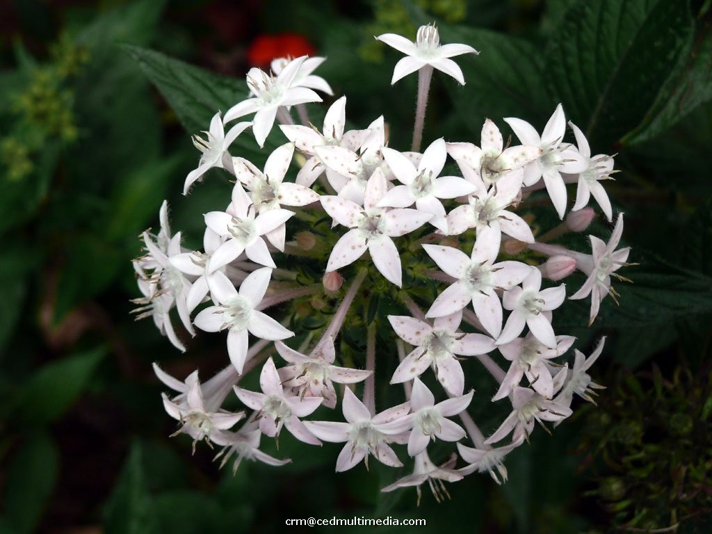 flors20.jpg
