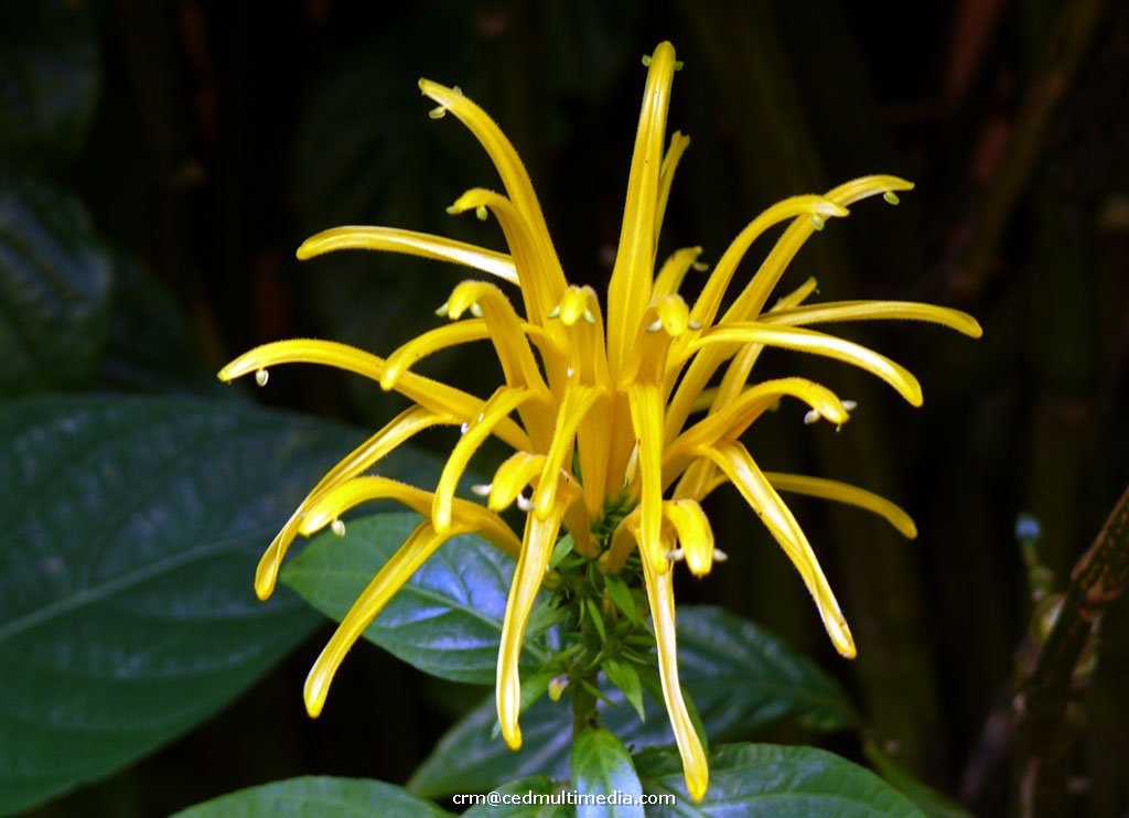flors22.jpg