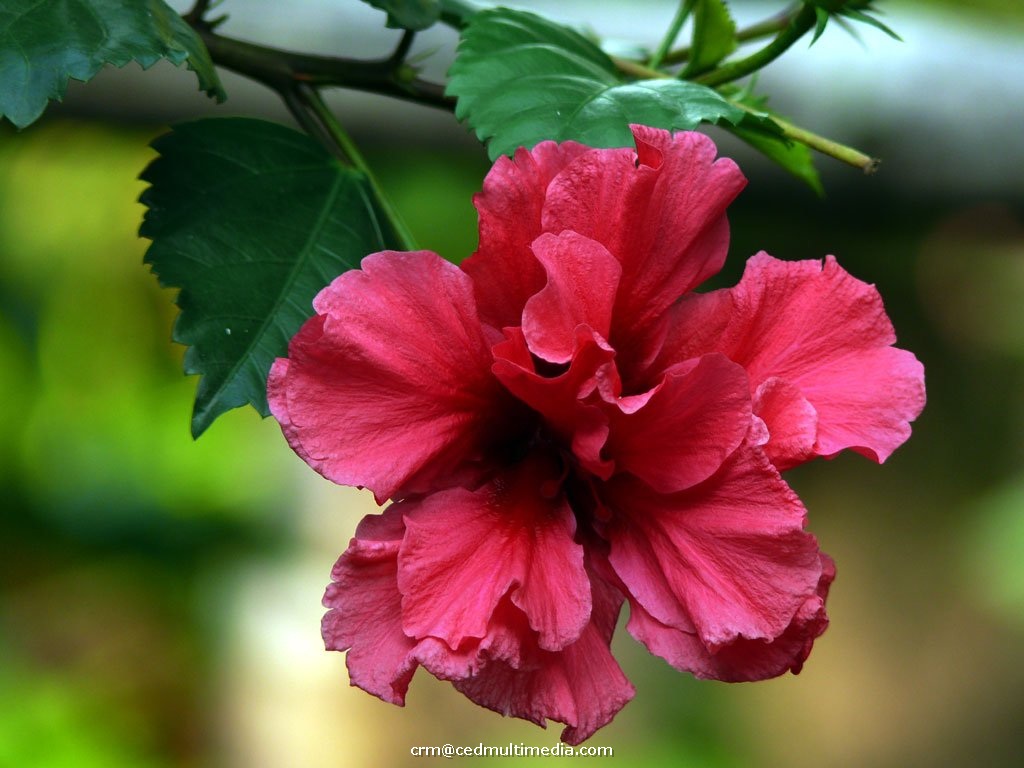 flors23.jpg