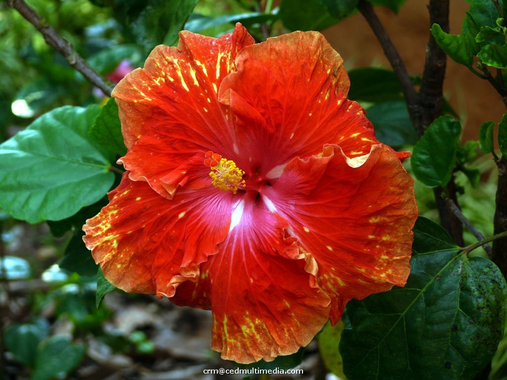 flors25.jpg