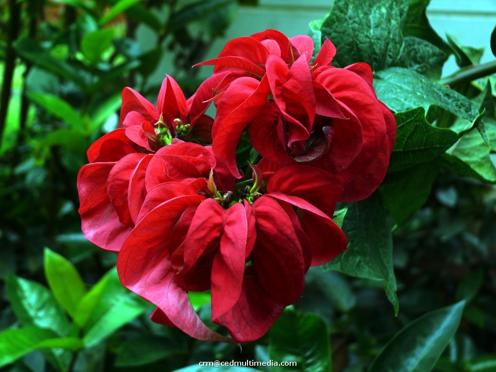 flors27.jpg