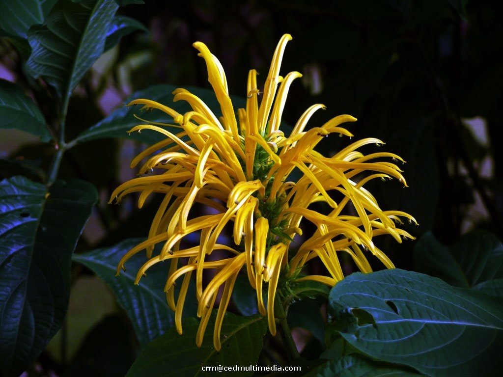 flors28.jpg