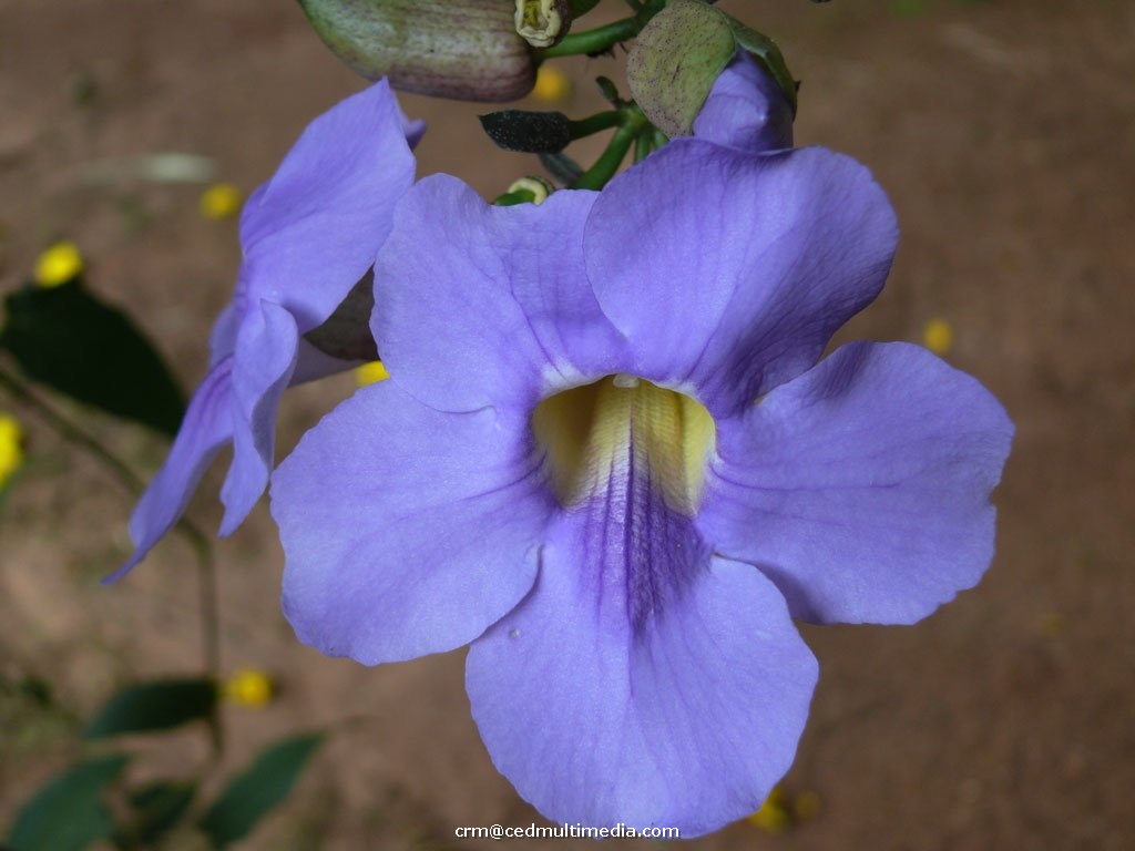 flors29.jpg