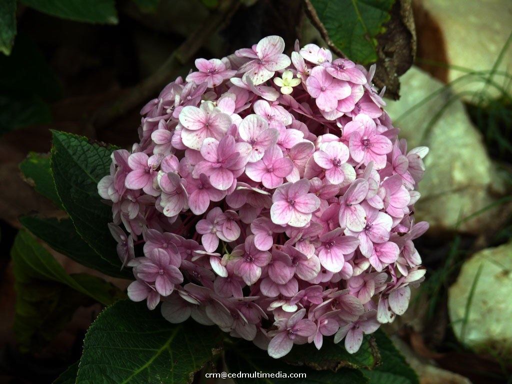 flors32.jpg