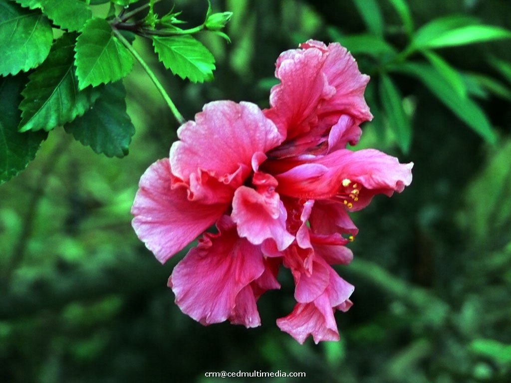 flors35.jpg