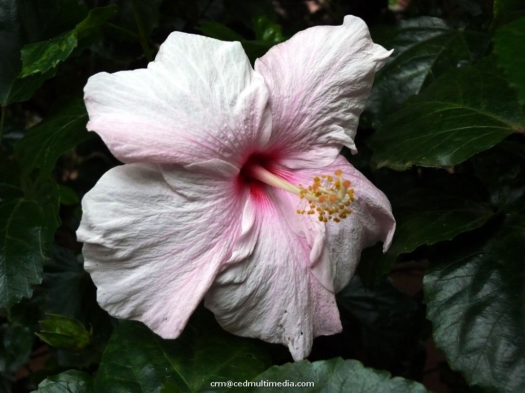 flors37.jpg