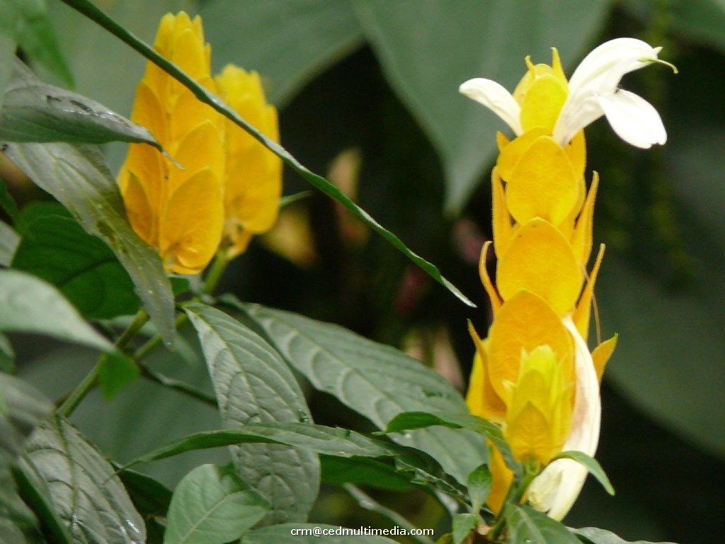 flors5.jpg