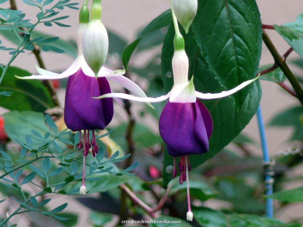 flors9.jpg