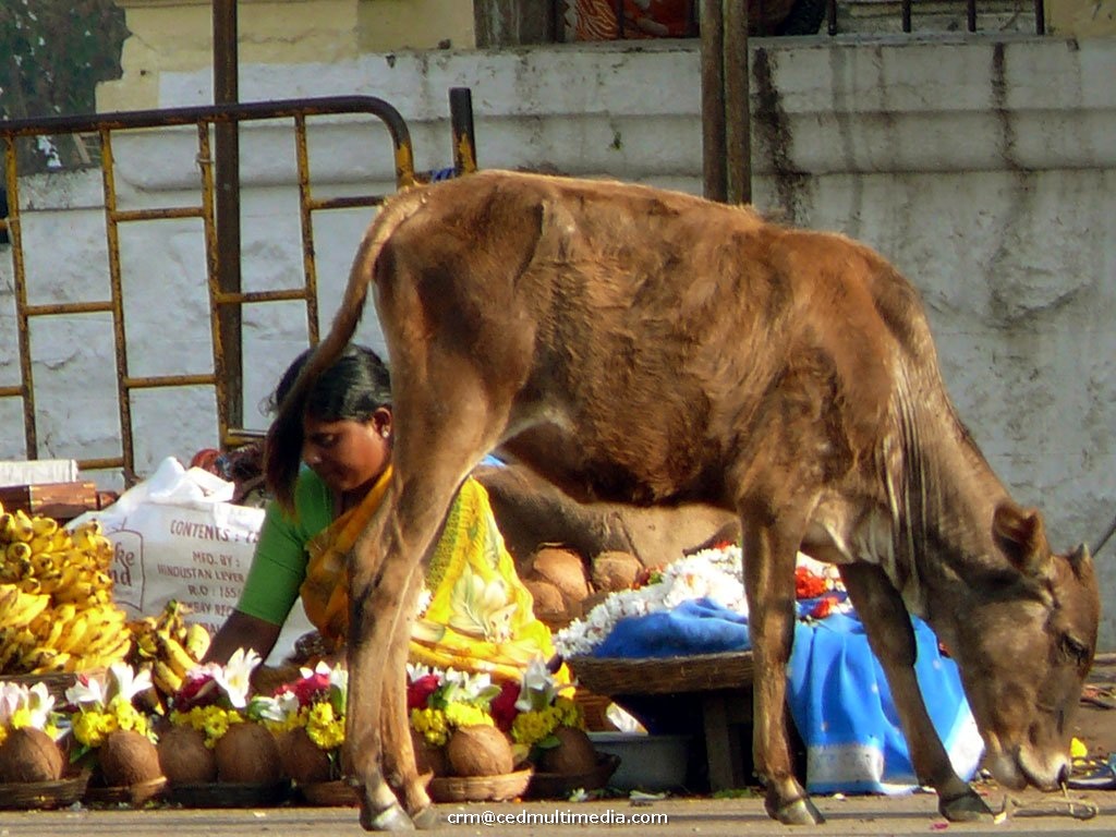 chamundi20.jpg