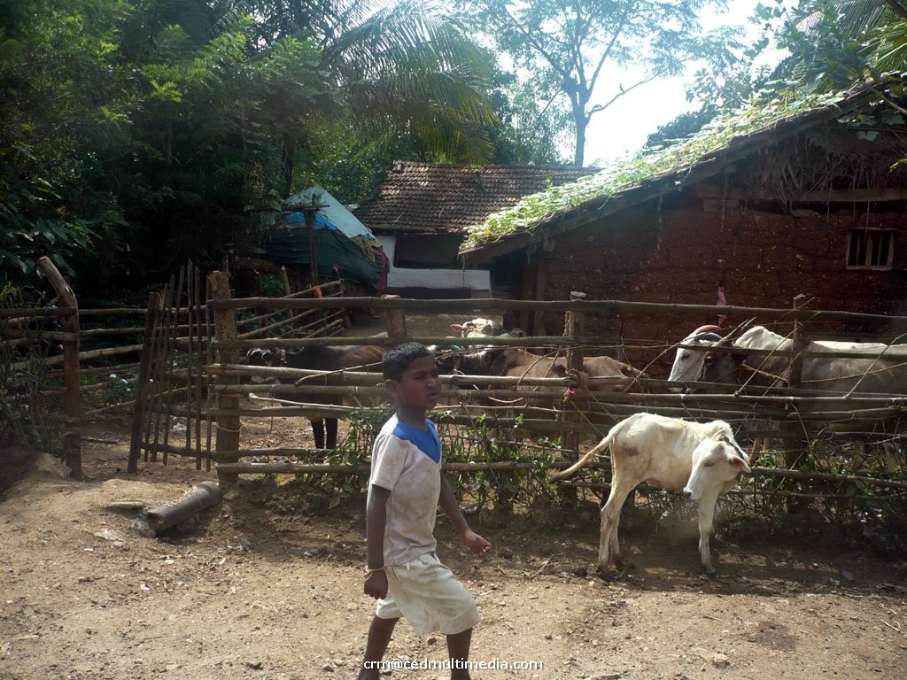 rutamysore6.jpg